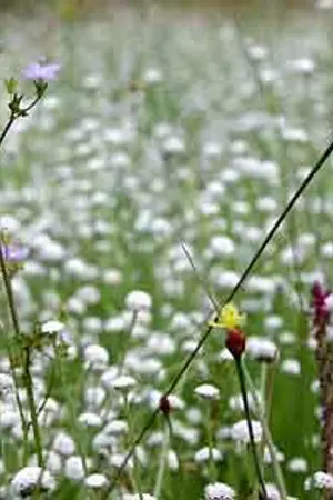 ปกนิยาย ระทม