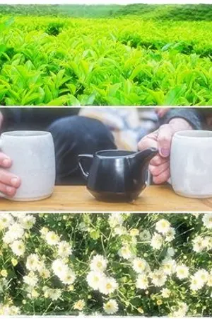 ปกนิยาย ไร่รักฉาสุ่ย (อิมเมจคริสเลย์)