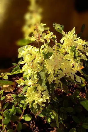 ปกนิยาย Give 'Tear' smile [Yaoi]