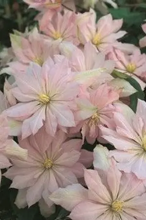 ปกนิยาย {sf/os} your letters (yuri)