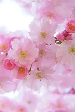 ปกนิยาย Melancholy สีชมพู