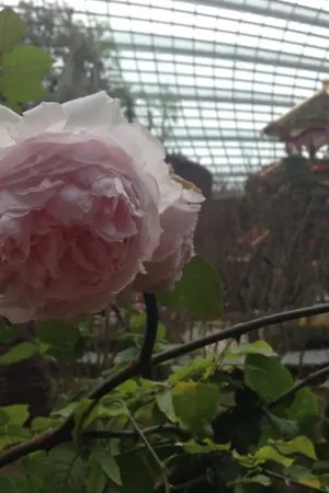 ปกนิยาย จะข้ามภพทั้งทีขอไม่เรียนแล้วจะได้ไหม!