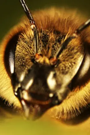 ปกนิยาย [ Beehive ] BL