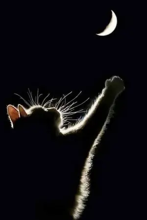 ปกนิยาย Au clair de lune ; yaoi