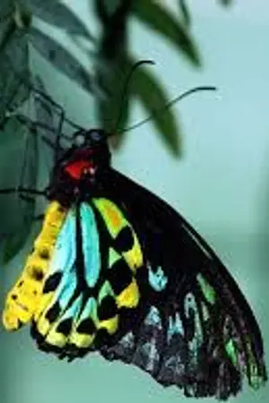 ปกนิยาย Mating Star Butterfly