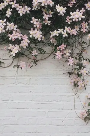 ปกนิยาย { Be my baby : JackBam }