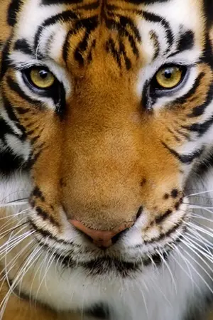 ปกนิยาย เสือโหย