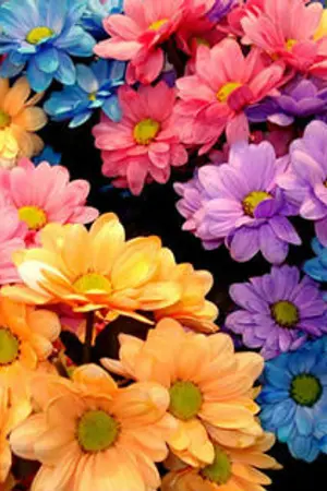 ปกนิยาย Fic Movie, Anime (ชั่วคราว)