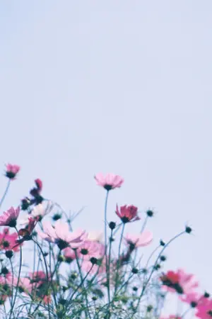 ปกนิยาย [OS] THE BALLAD OF ME AND MY BRAIN (BOBDONG)