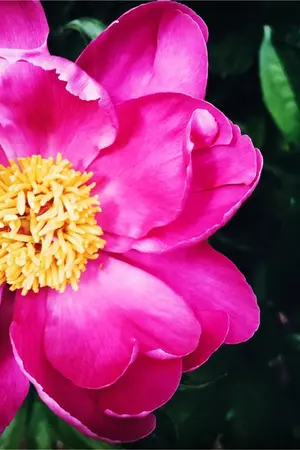 ปกนิยาย บทกลอน（แปลจีน）