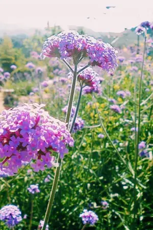 ปกนิยาย วาดรักตามดาว