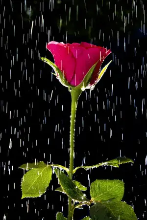 ปกนิยาย กุหลาบกลางฝน