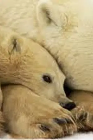 ปกนิยาย Lovely Bear ...น้องหมีที่รัก (Yaoi)