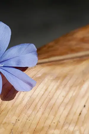 ปกนิยาย สัญญารักพยับหมอก