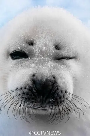 ปกนิยาย เล่ห์อวบ