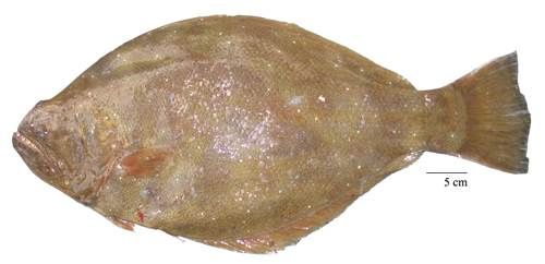 ที่มา https://th.wikipedia.org/ปลาตาเดียว