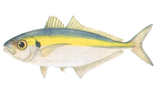 ที่มาภาพ : http://www.foodnetworksolution.com/wiki/word/3521/ปลาสีกุนข้างเหลือง-yellow-stripe-trevally