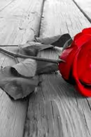 ปกนิยาย กลัวรัก