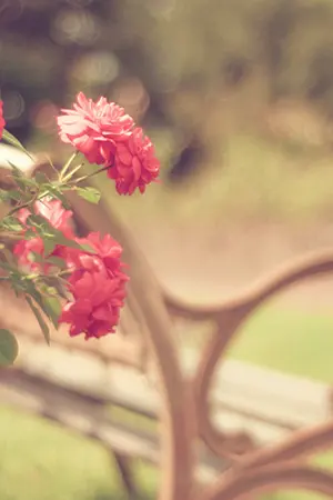 ปกนิยาย all in {CHB} ♫