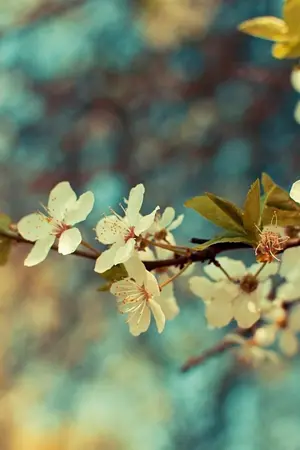 ปกนิยาย [Fic Touken Ranbu] 剣の日記 ตราบกาลนิรันดร์ [รับสมัคร]