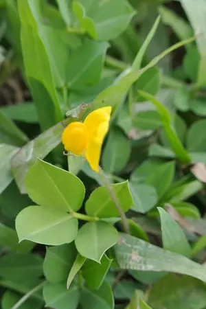 ปกนิยาย ดอกหญ้า กับ หมาไฮโซ