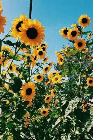 ปกนิยาย (sf/os) PRODUCE101 - #Holin #โฮลิน