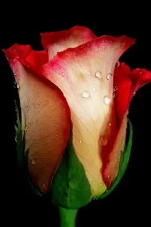 ปกนิยาย บ่วงลวงรัก