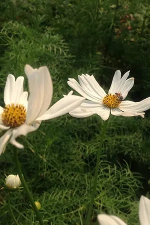 ปกนิยาย My Diary ^_^