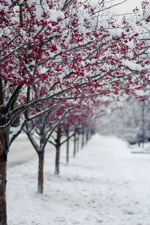 ปกนิยาย [AU] YOI-Red Snow..White Blossom