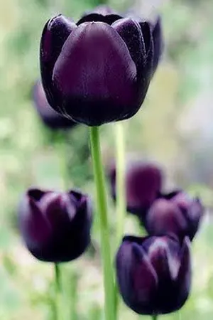 ปกนิยาย Dark Tulips