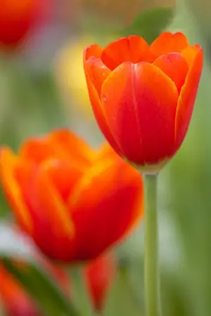 ปกนิยาย Orange Tulips