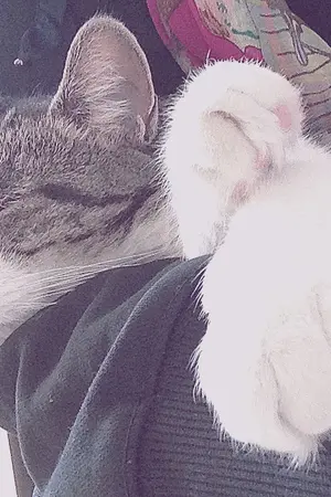 ปกนิยาย ( BNIOR's ) HIS CAT ♡ น้องแมวของพี่บี