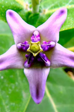 ปกนิยาย [Yaoi] ♣ ต้นรักริมทาง ♣