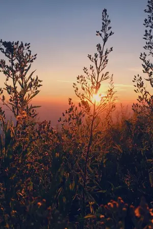 ปกนิยาย เพียงเล่ห์พรางรัก