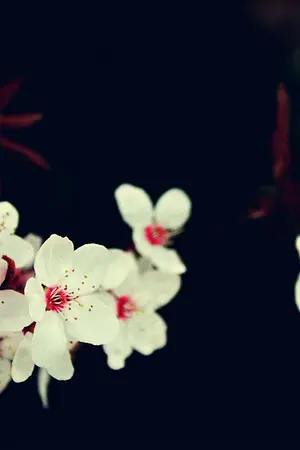 ปกนิยาย [Touken Ranbu] Memory of White