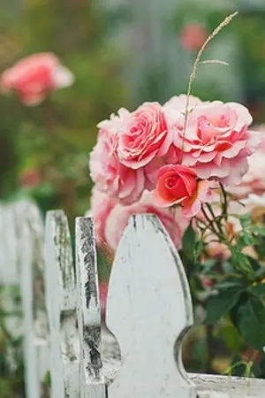 ปกนิยาย ซินญอร์ :: KAIHUN