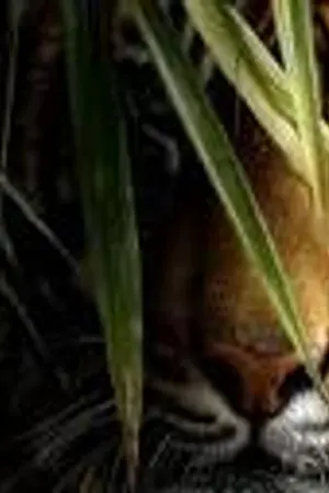 ปกนิยาย เซียนอสูร