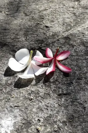 ปกนิยาย ไดอารี่ของริมะ