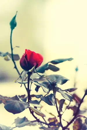 ปกนิยาย I’m Yours [YAOI]