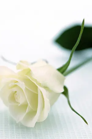 ปกนิยาย secret love อย่าบอกให้ใครรู้... [YAOI]