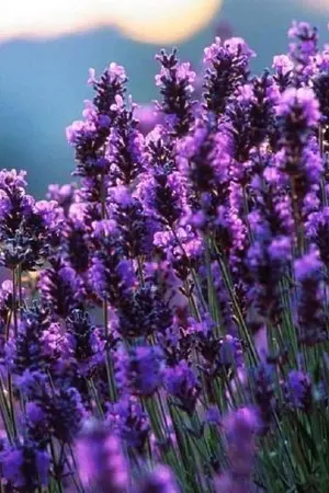 ปกนิยาย รวมเรื่องสั้น "In love"