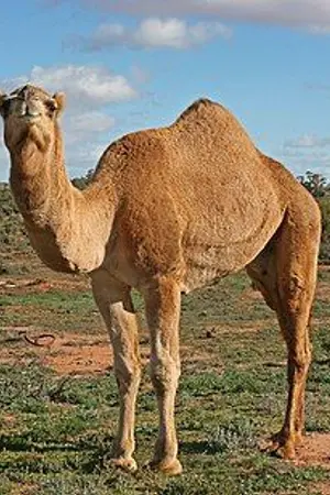 ปกนิยาย If you see stupid camel,You know...