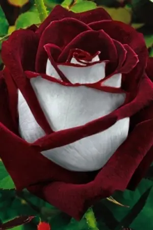 ปกนิยาย [End] ห้องทดลองสีกุหลาบ [Yuri]