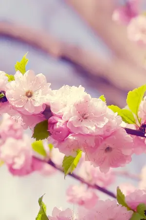 ปกนิยาย Warm flower…ร้านดอกไม้กับนายเย็นชา