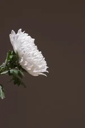 ปกนิยาย [Yaoi] เจ้าชายบาป