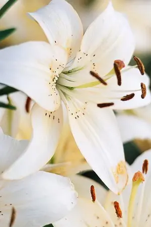 ปกนิยาย (exo) LILIES || chanbaek #ฟิคลิลลี่