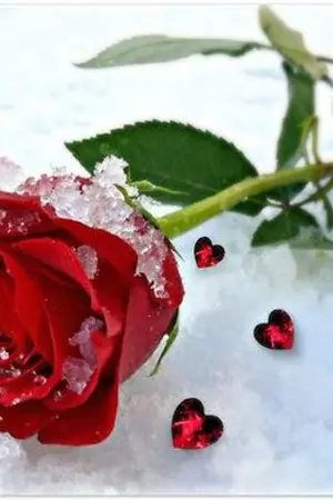 ปกนิยาย [Star Wars AU Fic] Beauty and the Beast [Kylo x Rey]