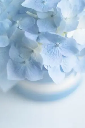 ปกนิยาย [Diabolik Lovers] Fiore Project : Hydrangea