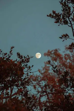 ปกนิยาย BLUE LOCK || MOON HALO (OC)