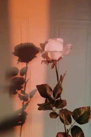 ปกนิยาย ( OS / SF ) L'AMOUR #เนียลอง